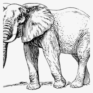 Free Elephant Clipart Elephant Clip Art Free Vector - Elephant Drawing Black And White