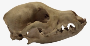 3d Printed Dog Skull Side View - Boar