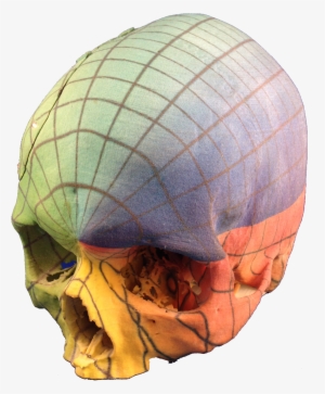 Full Color 3d Print Skull - Skull