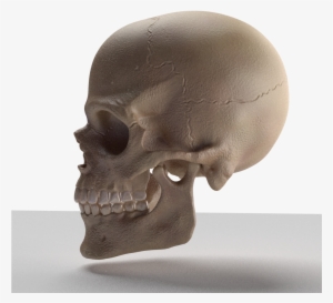 Skull 3d Model - Physician