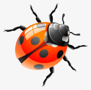 Clipart Images - Red Ladybird