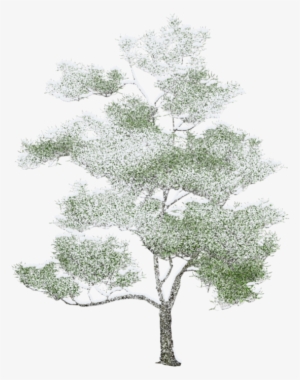Tree Photoshop, Arbre Png, Drawing Trees, Watercolor - Axonometric Trees Png