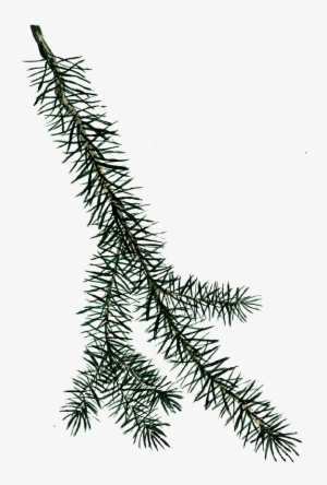 Amernoir Is A Bitter Digestif Inspired By The Style - Sitka Spruce