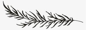 Clipart Resolution 696*696 - Black And White Pine Branch Png