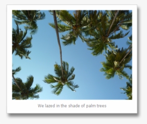 Holiday In Goa - Mexican Pinyon