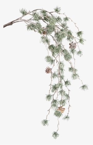 Green Pine Branch With Cones - Casuarina