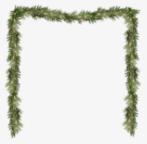 Pine Png Pine Branch Png Pine Branch - Pine