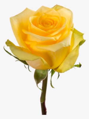 Stardust - Rose Brighton