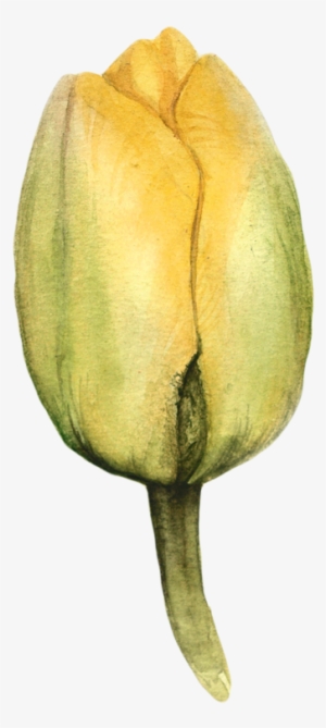 Watercolor Tulips - Tulip