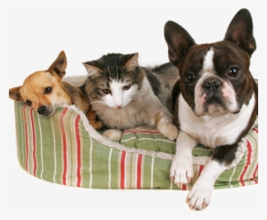 To Utilize Our Boarding Facilities, Which Include Full-sized