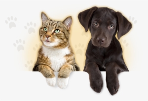 These Restrictions Apply To Travelling With A Pet - Dog Aging