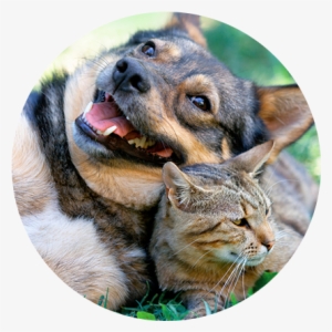 Pet Friendly - Dogs And Cats