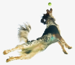 The Ultimate In Pet Nutrition - Jumping Dog Transparent Background