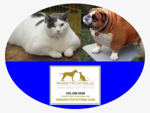 Pet Obesity On The Rise