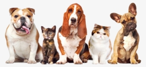 Image - Retinol Cream 2.5%, Organic With Hyaluronic Acid, 2