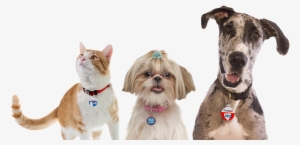 Save 20% And Get Free Shipping On Any Custom Collar - Great Dane By Jinny Johnson 9781625881755 (hardback)