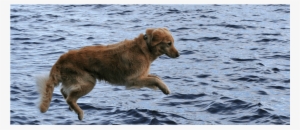 Large Healthy Pets At Augusta Valley Animal Hospital - Augusta Valley Animal Hospital