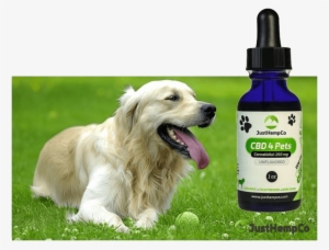 Hemp Cbd Oil For Pets - Dog In Garden