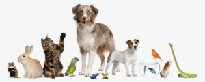 Exotic Pets - Pet Blessing