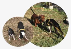 Must Be Cleaned Up After Immediately No Aggressive - Treeing Walker Coonhound