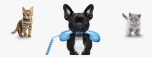 We're All Here For You - French Bulldog: Artified Pets Dog Journal/notebook/diary: