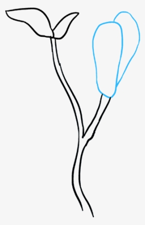 How To Draw Magnolia Flower - Drawing