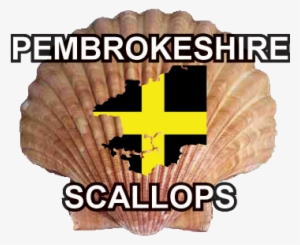 Pembrokeshire Scallops - Scallop Shell