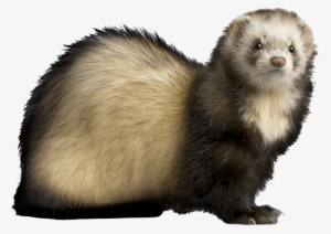 Free Png Ferret Png Images Transparent - Ferret Png