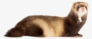 Old English Sheepdog Ferret - Pine Marten Vs Ferret