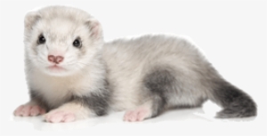 Free Png Ferret Png Images Transparent - Ferret Png