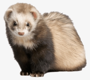 Free Png Ferret Png Images Transparent - Ferret Png
