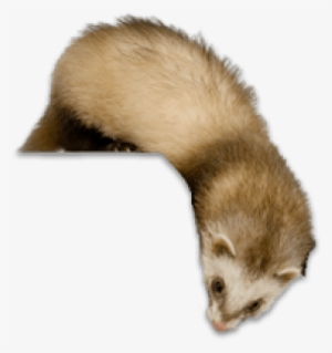 Free Png Ferret Png Images Transparent - Ferret Transparent Png