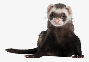 Ferret Png Photos - Portable Network Graphics