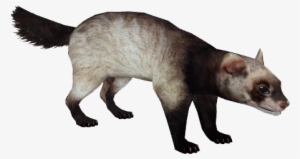 Ferret - Wiki