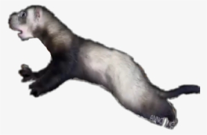 North American River Otter