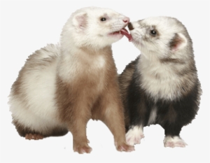 Free Png Ferret Png Images Transparent - Ferret With Clear Background
