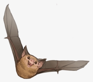 6 - Bat