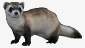Free Png Ferret Png Images Transparent - Ferret