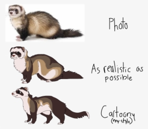 Ferret Drawing Comparison By Nerdy - Drawing Of A Ferret