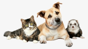 Dog Cat And Ferret