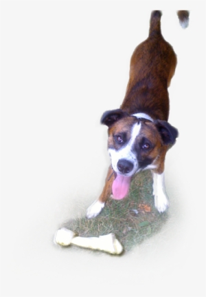 Surry Spay/neuter Clinic