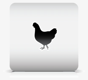 Rooster