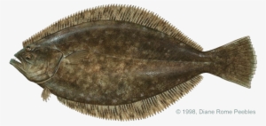 All-tackle World Records - Flat Fish With Eyes On Same Side