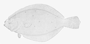 Summer Flounder