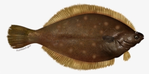 Yellowtail Flounder - Flatfish Png