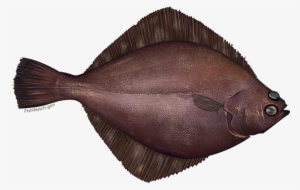 Flathead Sole