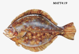 Southern Flounder
