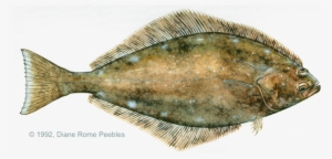 All-tackle World Records - Atlantic And Pacific Halibut