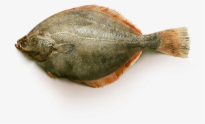 Yellowfin Flounder - Yellowfin Sole