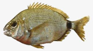 Diplodus